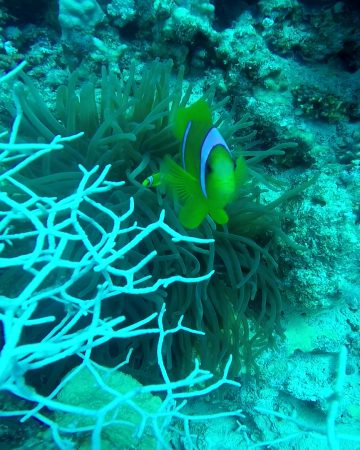 Scuba Diving