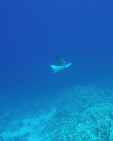 Scuba Diving