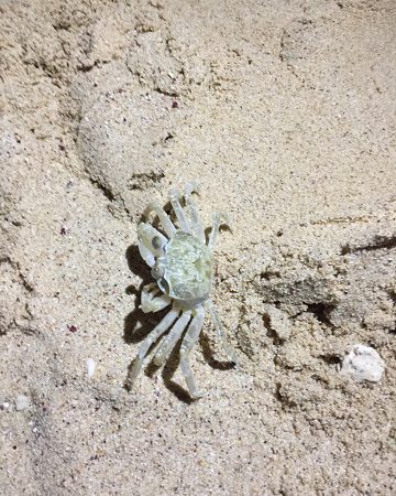 Crab Watching